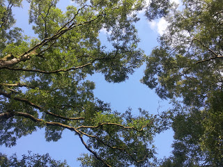 Birch in summer sky