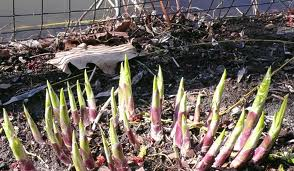 Hosta spikes of new growth in spring