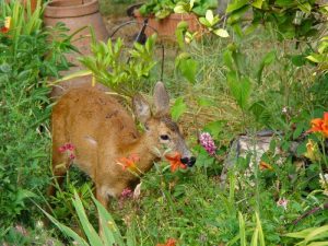 Roe deer in my garden before using Grazers 