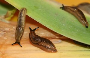 Young Spanish slugs on leeks (image courtesy of John Innes Centre) 