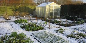 winter_veg_garden
