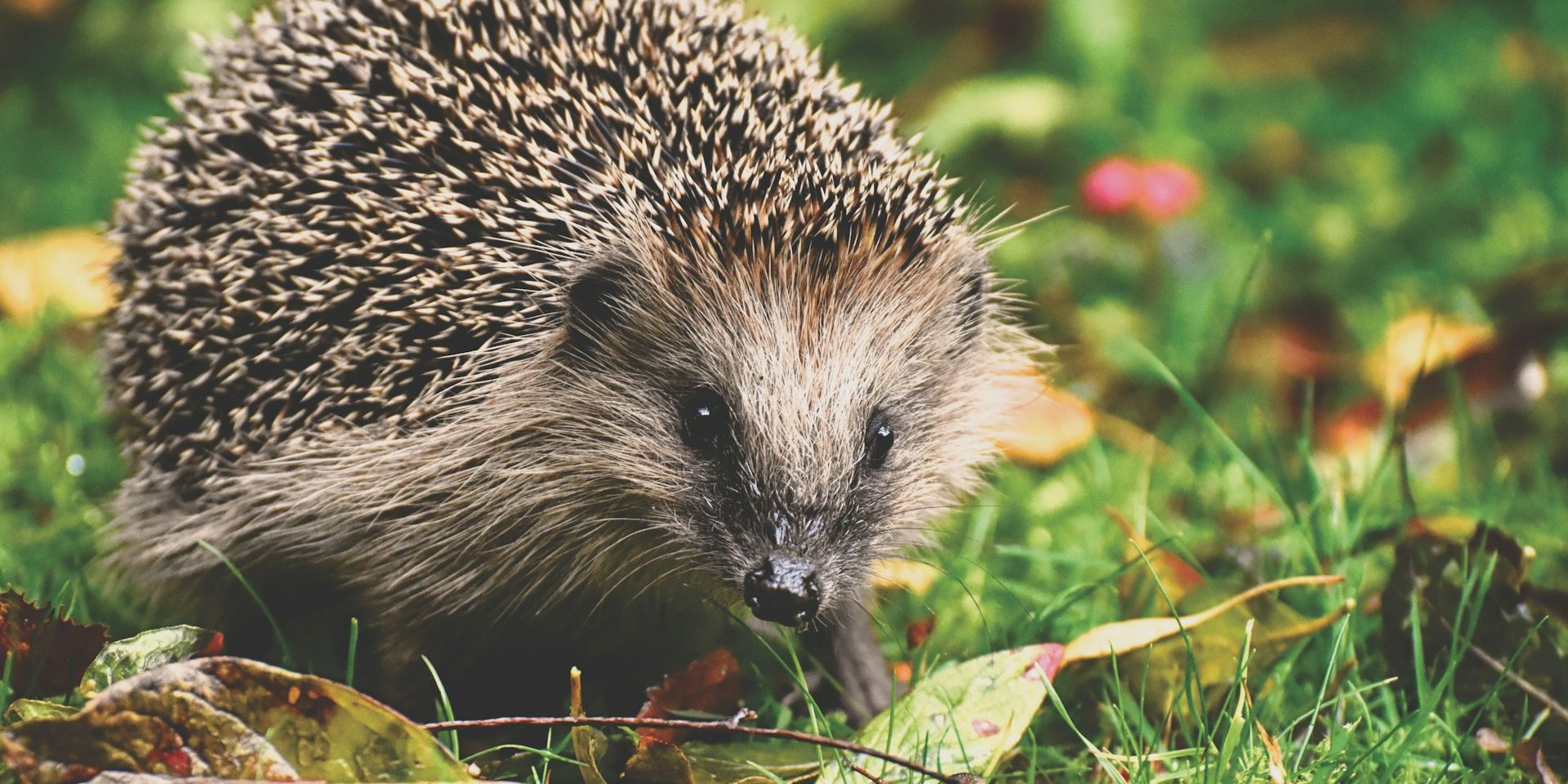 alexas_fotos-OMCgkp1oZ3Q-unsplash